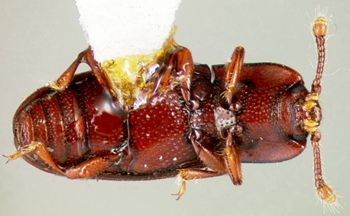 Media type: image;   Entomology 32240 Aspect: habitus ventral view
